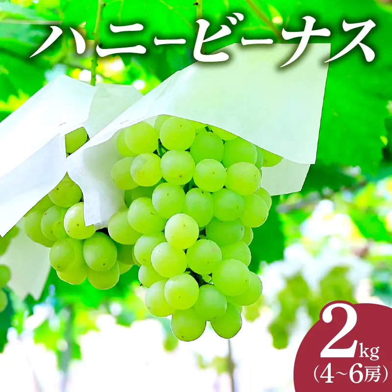 ≪期間限定≫都農町産ハニービーナス(計2kg) ぶどう フルーツ 果物 デザート 国産_T015-0035