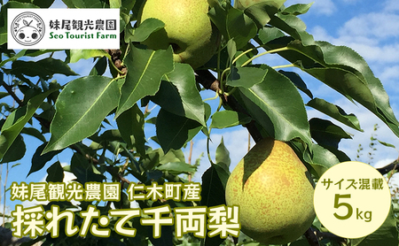 梨フルーツ千両梨妹尾観光農園 北海道産 梨【5kg10個前後】