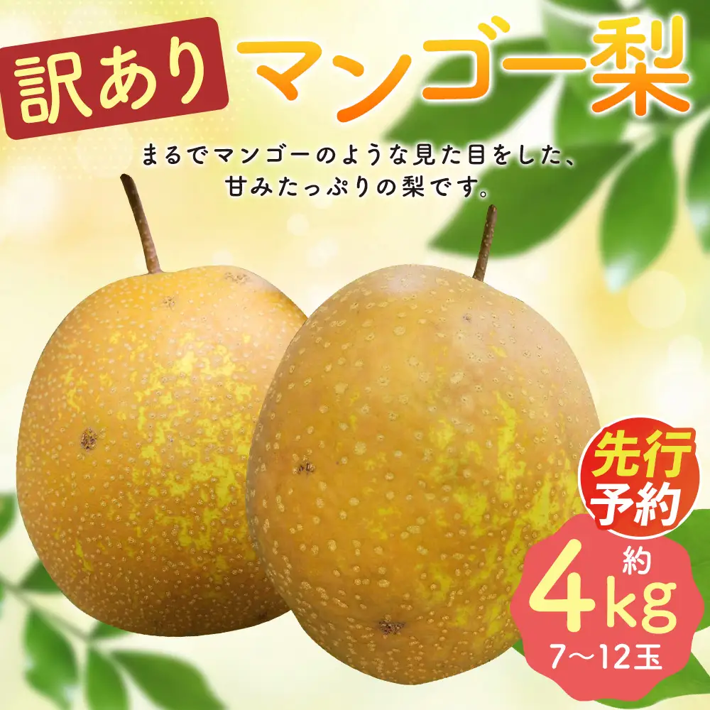 【2025年10月下旬～12月下旬迄順次発送予定】【訳あり】王秋梨 (マンゴー梨) 約4kg (7-12玉)