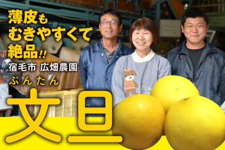 広畑農園 土佐文旦 10kg 文旦