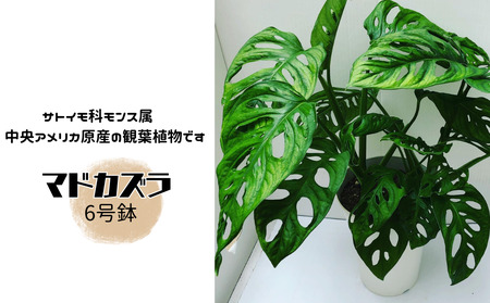マドカズラ ６号鉢