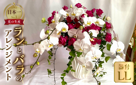 器に盛ったランとバラのアレンジ LL 花 薔薇 胡蝶蘭 花