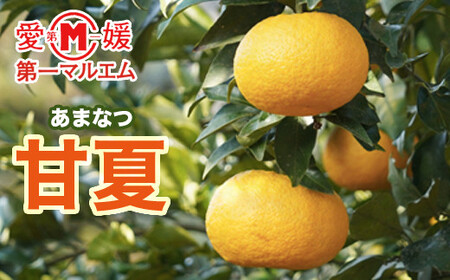 第一マルエムの甘夏 10kg