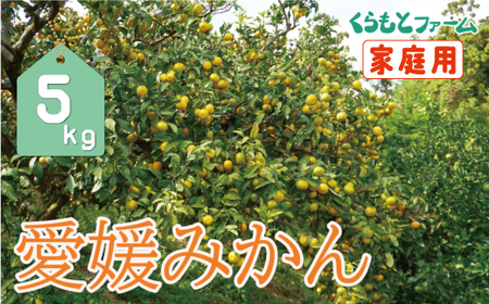 【 家庭用 】 くらもとファーム の 愛媛 みかん 極小玉 5kg みかん 温州みかん 完熟 濃厚 元祖 こたつ みかん 愛媛県 産地直送 国産 農家直送 果樹園 期間限定 数量限定 温州 みかん 特産品 ジュース 人気 限定 愛南 愛媛 みかん ジューシー 甘い フルーツ 果物 柑橘