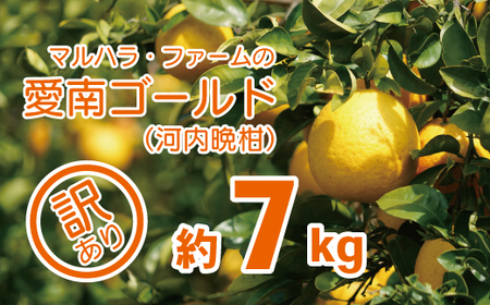 【 先行予約 】 マルハラファーム 訳あり 河内晩柑 7kg （発送期間: 4月中旬?8月下旬） 事前 予約 受付 みかん かわちばんかん 愛南ゴールド 文旦 グレープフルーツ 和製 7000円 家庭用 おいしい 糖度 愛媛 産地直送 国産 農家直送 果樹園 期間限定 数量限定 特産品 ジュース 人気 限定 愛南 愛媛県 新鮮 果実 さわやか 風味 甘い フルーツ 果物 柑橘 　マルハラファーム