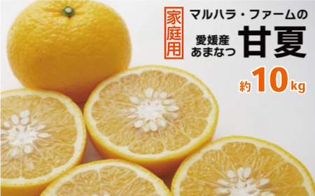 【 先行予約 】 家庭用 甘夏 10kg （発送期間：3月上旬?無くなり次第終了） 14000円 家庭用 訳あり 先行 事前 予約 受付 ギフト みかん あまなつ 夏みかん グレープフルーツ 愛媛 産地直送 国産 農家直送 糖度 果樹園 期間限定 数量限定 特産品 マーマレード ピール ジュース デザート 人気 限定 愛南 さわやか 甘い おいしい フルーツ 果物 柑橘 蜜柑 マルハラファーム
