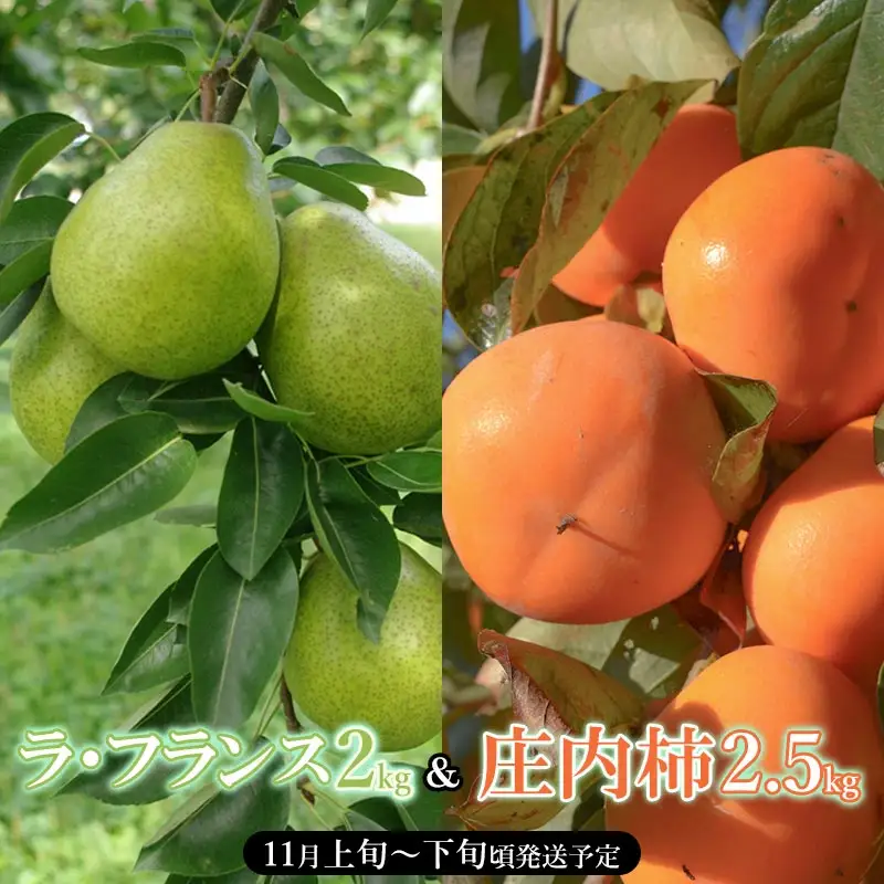【令和8年産先行予約】山形県産 ラ・フランス 約2kg ＆ 庄内柿 約2.5kgセット　産直あぐり K-847