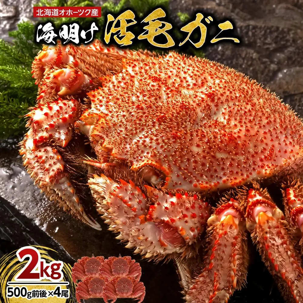 【2027年先行予約／着日指定可】北海道オホーツク産海明け活毛ガニ　ボイル未冷凍配送(チルド 冷蔵配送)　500g前後　4尾 | 毛ガニ_03502