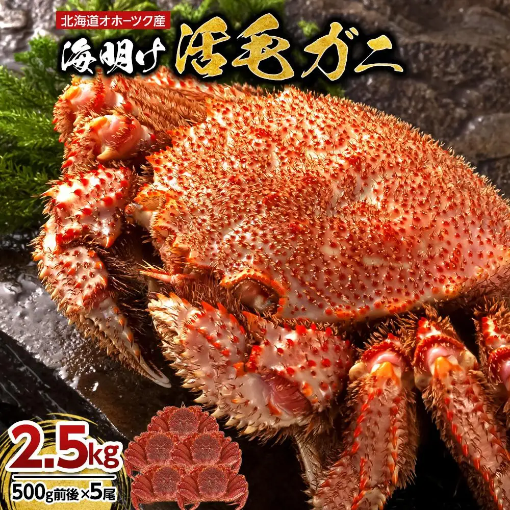 【2027年先行予約／着日指定可】北海道オホーツク産海明け活毛ガニ　ボイル未冷凍配送(チルド 冷蔵配送)　500g前後　5尾 | 毛ガニ_03503