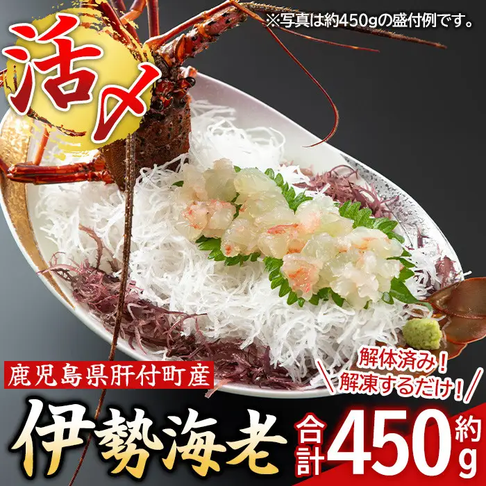 【活き〆冷凍】伊勢海老 刺身 (約450g) 鹿児島 国産 えび エビ 伊勢海老 さしみ 【網元】B47004