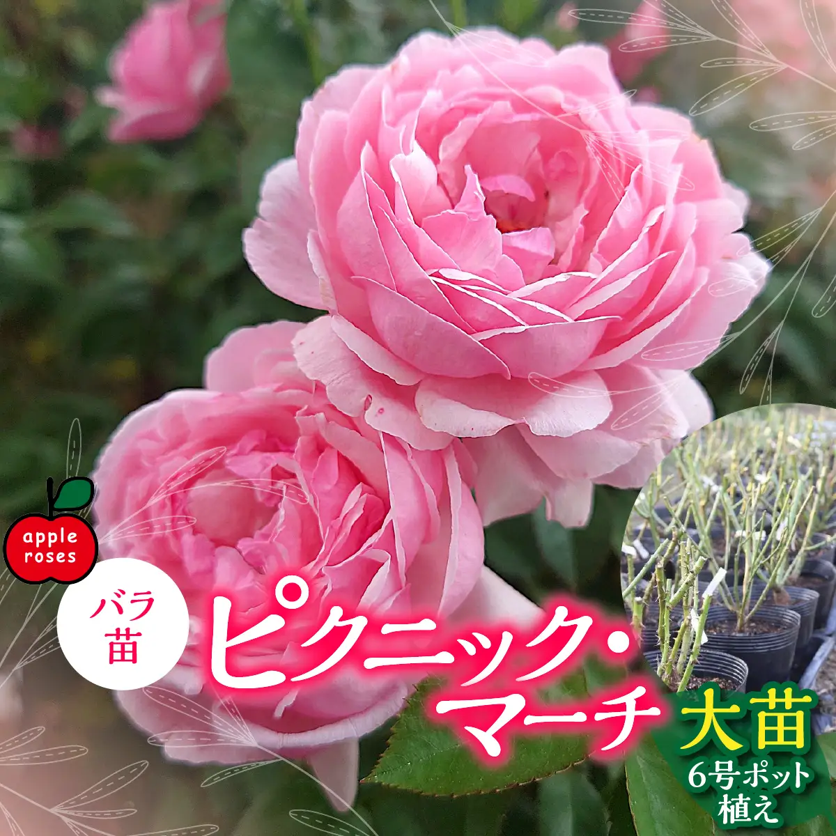 【Apple Roses】バラ苗『ピクニック・マーチ』大苗6号ポット植え  HNNH039