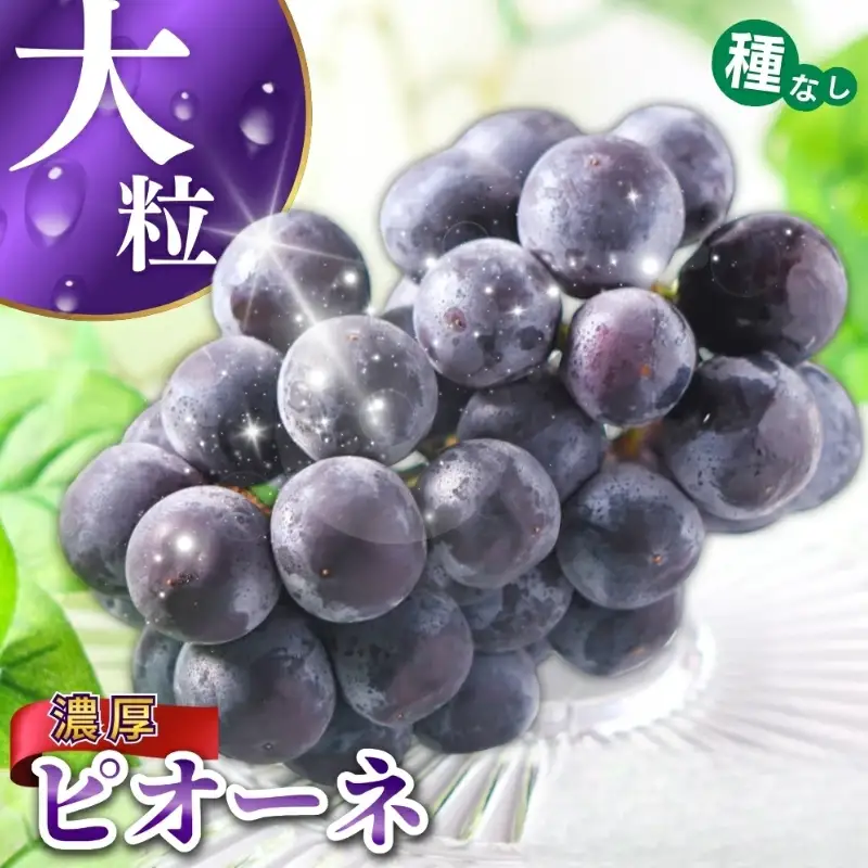 ピオーネ 種なしピオーネ 約2.8kg 【甘さとみずみずしさが自慢】【2026年8月下旬～9月中旬頃発送予定】 / ピオーネ 種なしピオーネ ぶどう 葡萄 ブドウ フルーツ 果物 くだもの 人気 産地直送 【A249-frks142】