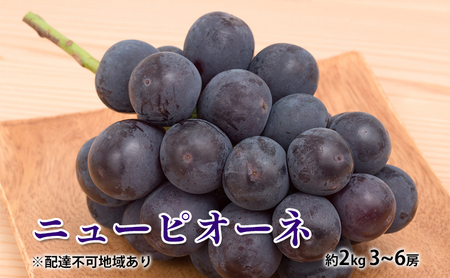 ぶどう 2026年 先行予約 ニュー ピオーネ 約2kg 3～6房 岡山県産 ピオーネ
