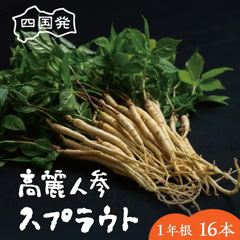 四国発高麗人参スプラウト　1年根16本（約20g、全長25cm位）