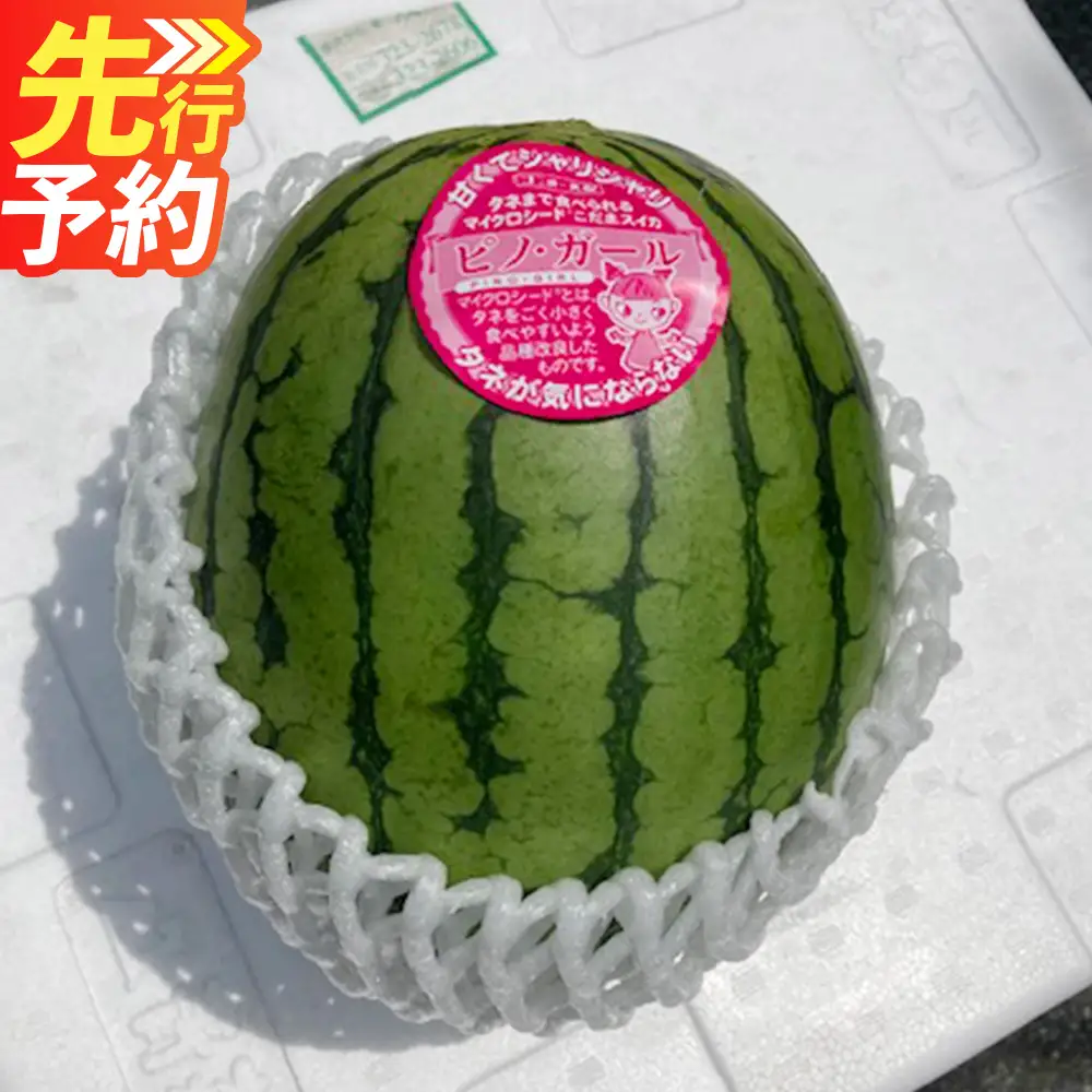 ＜ R8年熊本地震復興支援 ＞熊本産 小玉すいか ピノガール 2玉入り 1玉あたり1.5kg以上【2027年5月上旬～6月下旬迄順次発送予定】