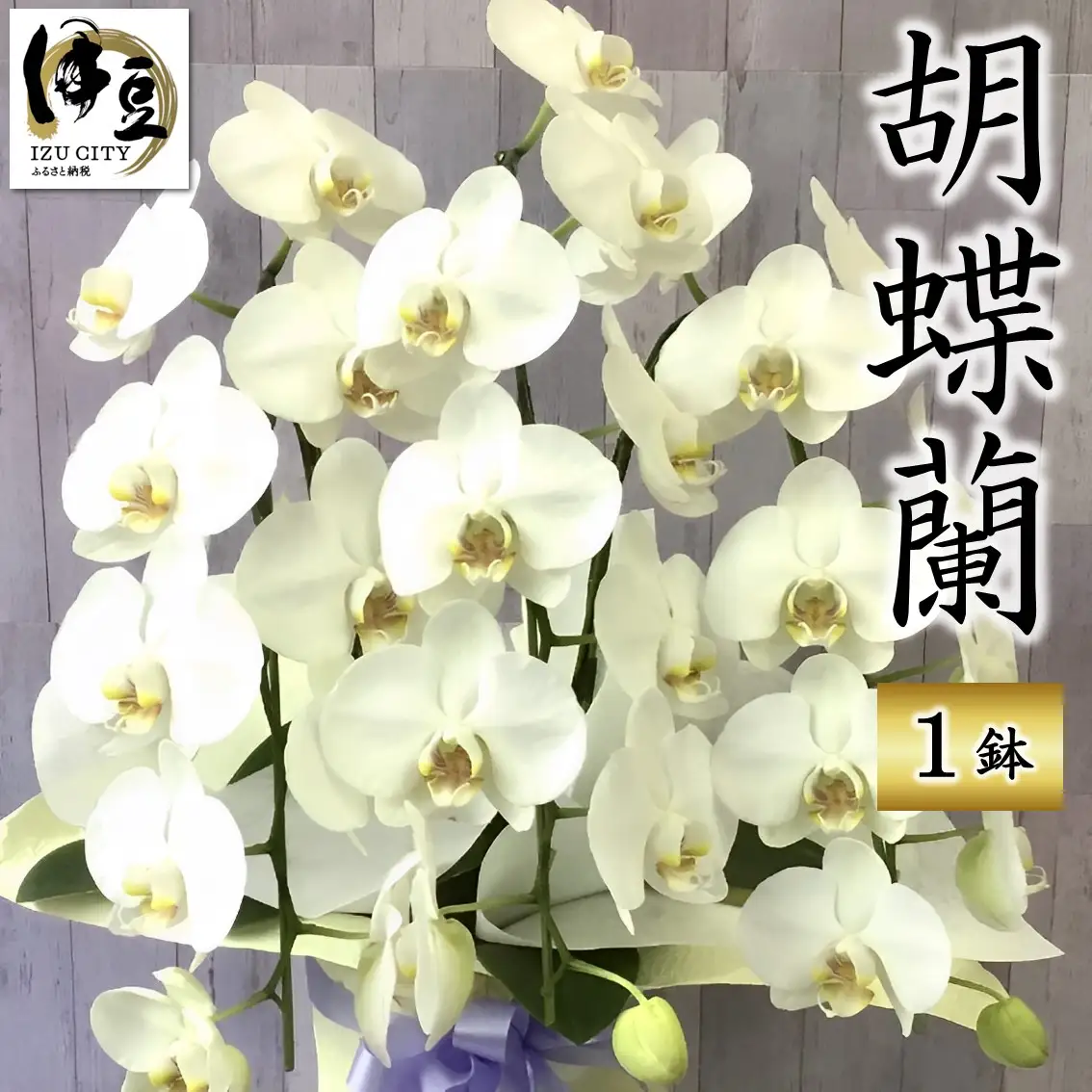 飾りやすいサイズ感 素敵な お花 白い エレガント 胡蝶蘭 1鉢　【静岡 伊豆フラワーギフト 花 贈り物】