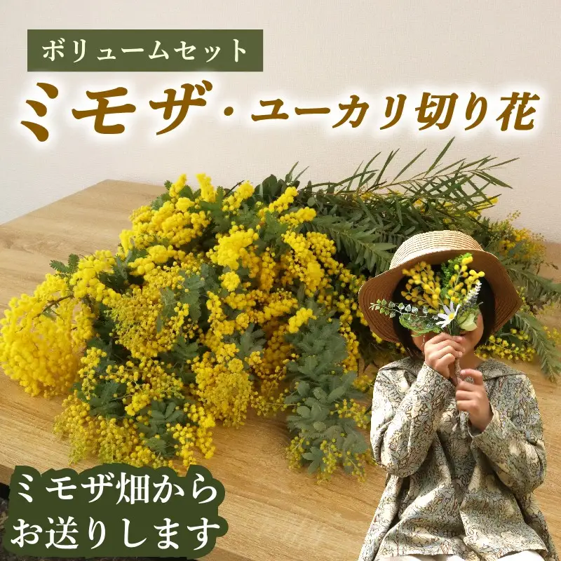 牧之原産 ミモザ・ユーカリ切り花ボリュームセット 手作り 緑王園芸 お花 観葉 静岡県 牧之原市 