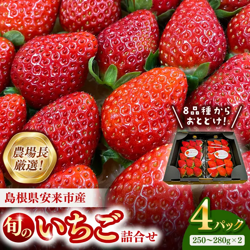 【先行予約】農場長厳選の美味しいいちご 1000g【250g×4パック 苺 詰め合わせ 厳選 フルーツ 果物 かおり野 紅ほっぺ よつぼし スターナイト すず 甘味 セット 化粧箱 島根県 安来市 安来市産】【18-MS-17】
