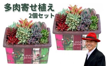 多肉寄せ植えハッピーホーム　2個セット 植物 