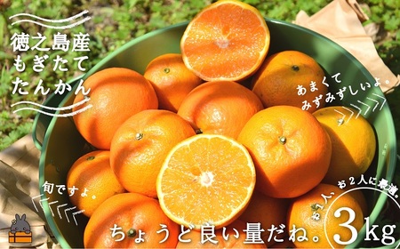 《今が旬！》島の農家さん直送便！徳之島産もぎたてたんかん（3キロ） ( タンカン フルーツ みかん 果物 柑橘 甘い 徳之島 奄美 鹿児島 もぎたて フレッシュ 世界自然遺産 フルーツアイランド 先行予約 )