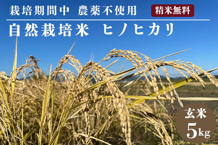 米 予約 令和7年産 自然栽培米 ヒノヒカリ 玄米 5kg 京都府・亀岡産 栽培期間中農薬不使用 ※離島への配送不可 ※2025年12月より順次発送予定