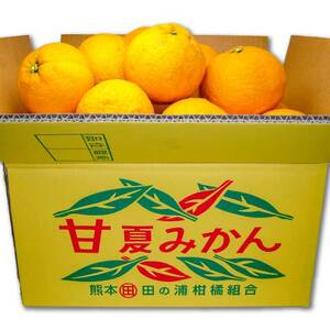 B236-14 マルタの甘夏みかん約10ｋｇ