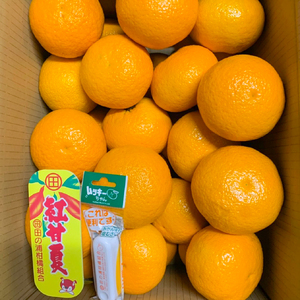 B237-14 マルタの紅甘夏みかん約10ｋｇ