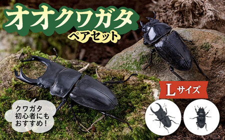 オオクワガタ ペア (Lサイズ)　糸島市 / 糸島クワガタの森 昆虫 ペット [AUN004] 20,720円