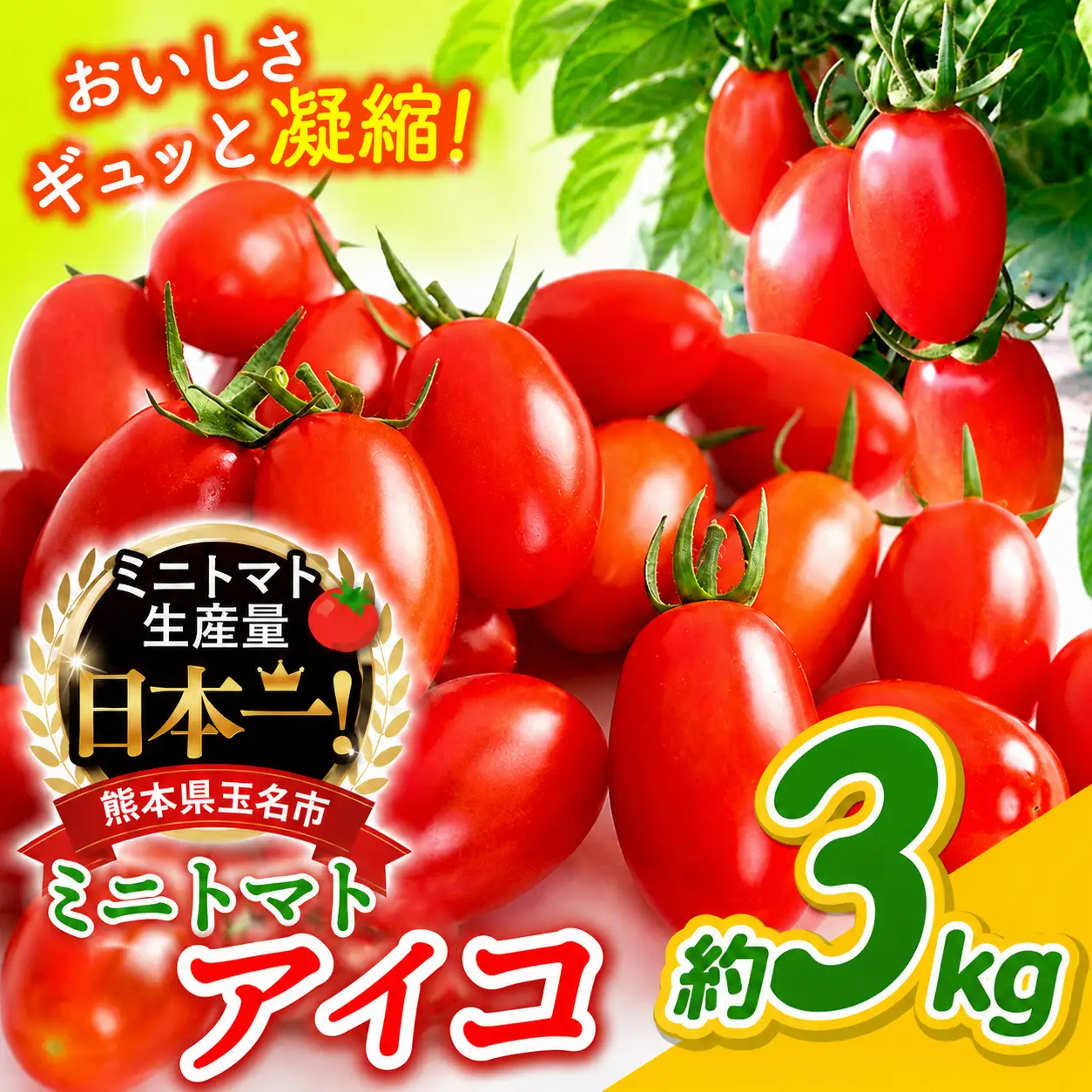 ミニトマト アイコ 約3kg  | サザキ農園