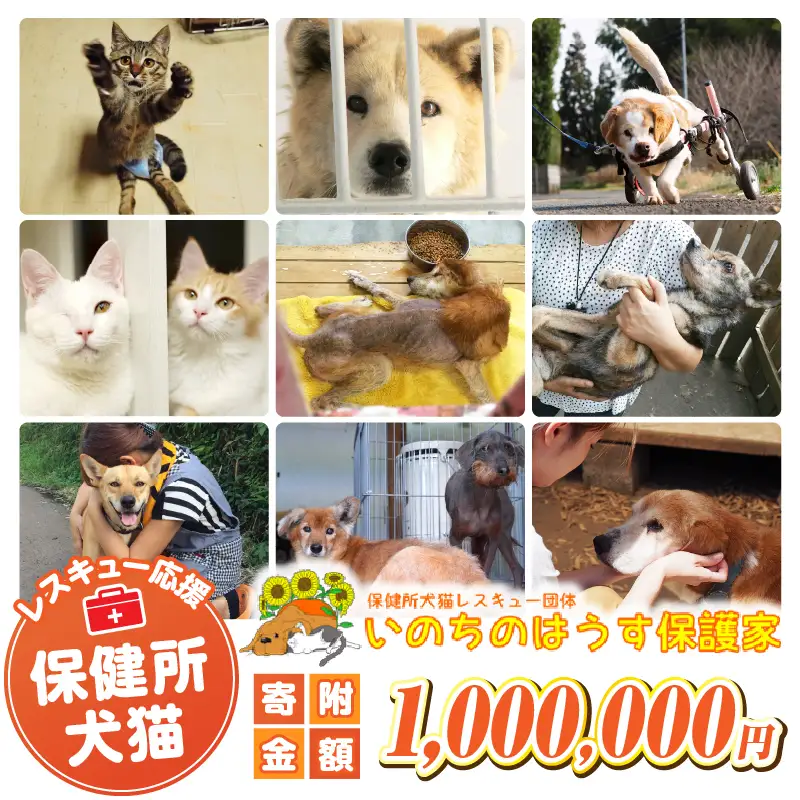 保健所犬猫レスキュー【返礼品なしのご寄附】犬 猫 保護 レスキュー 動物愛護 返礼品なし ペット 保護犬 保護猫 支援 応援 ボランティア