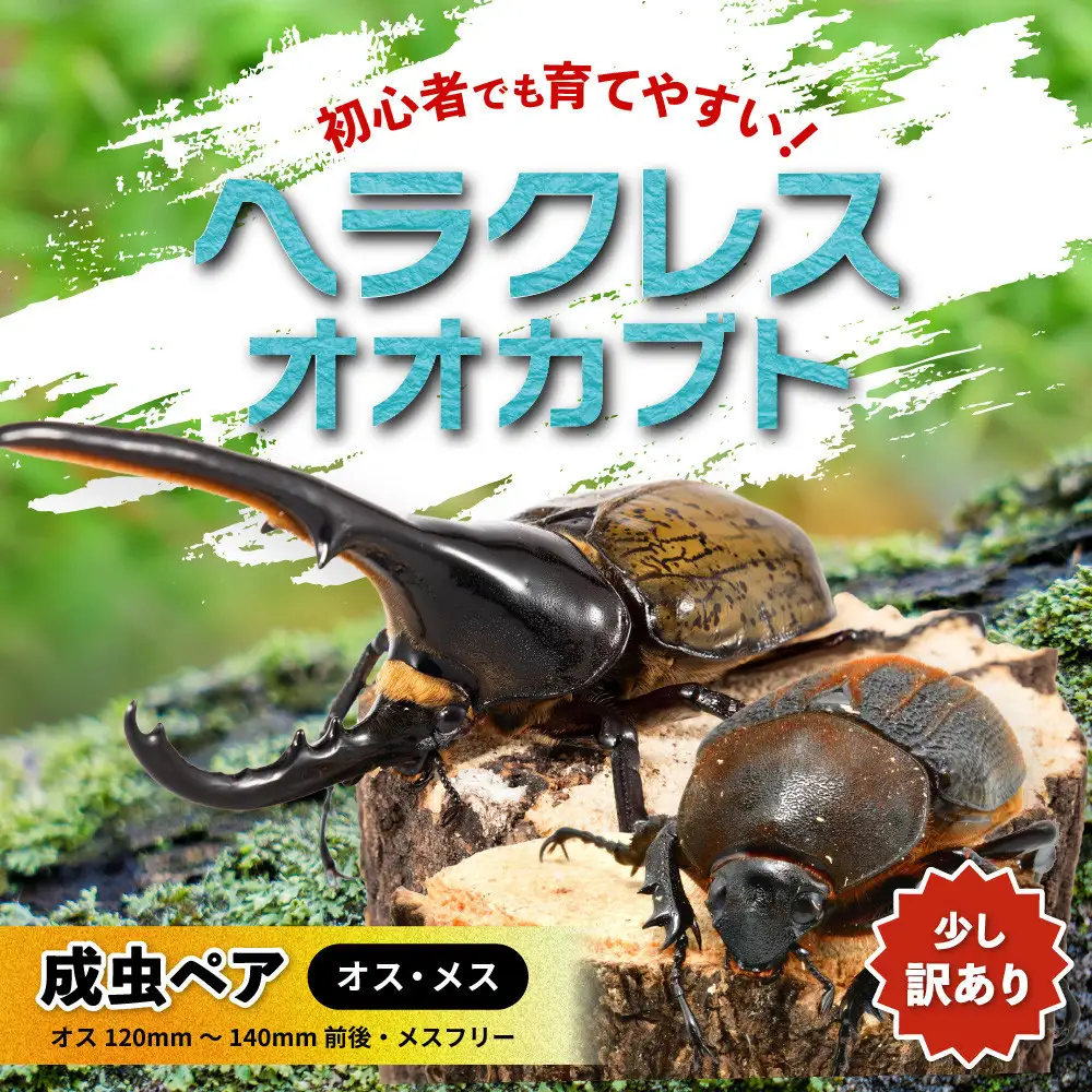 【先行予約】ヘラクレスオオカブト ペア 少し訳あり（オス120mm～140mm前後・メスフリー）※配送不可地域あり ※期間限定 ※数量限定【2027年3月より順次発送】