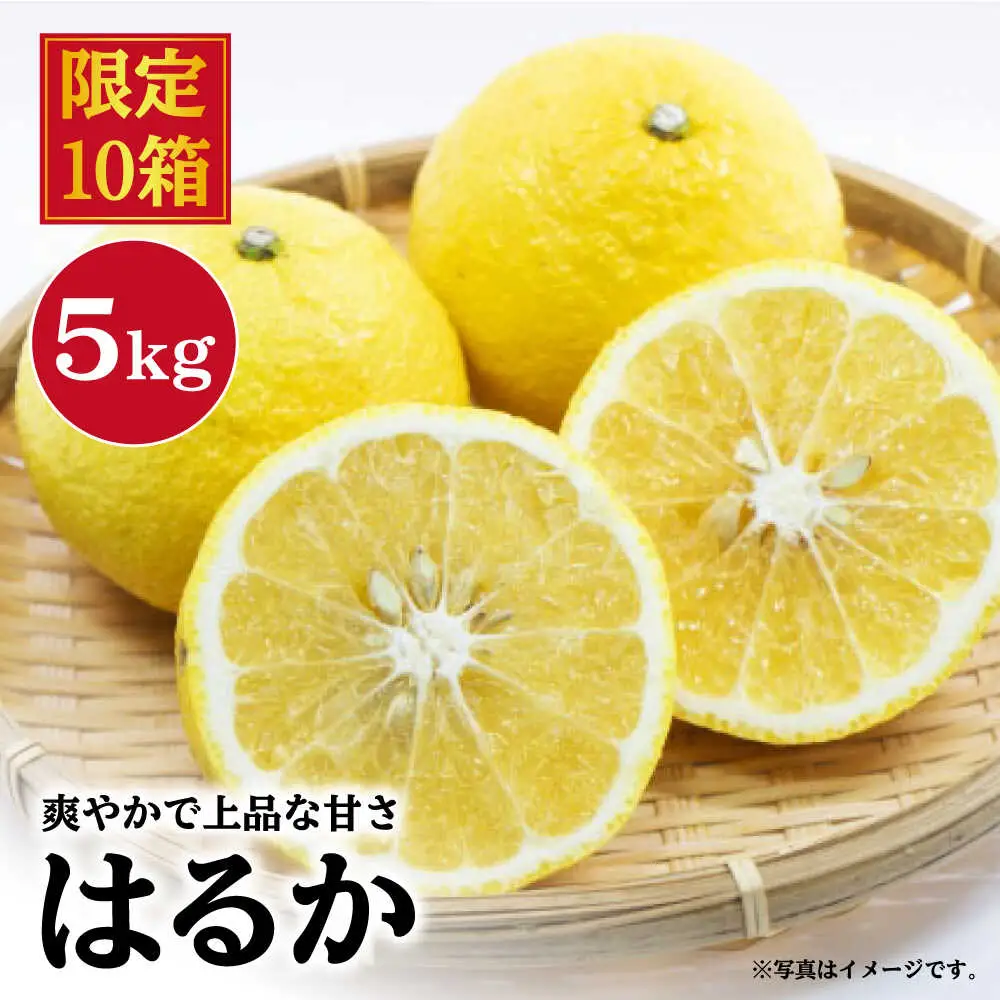 2月発送 はるか みかん 5kg CCW010 原口果樹園 みかん