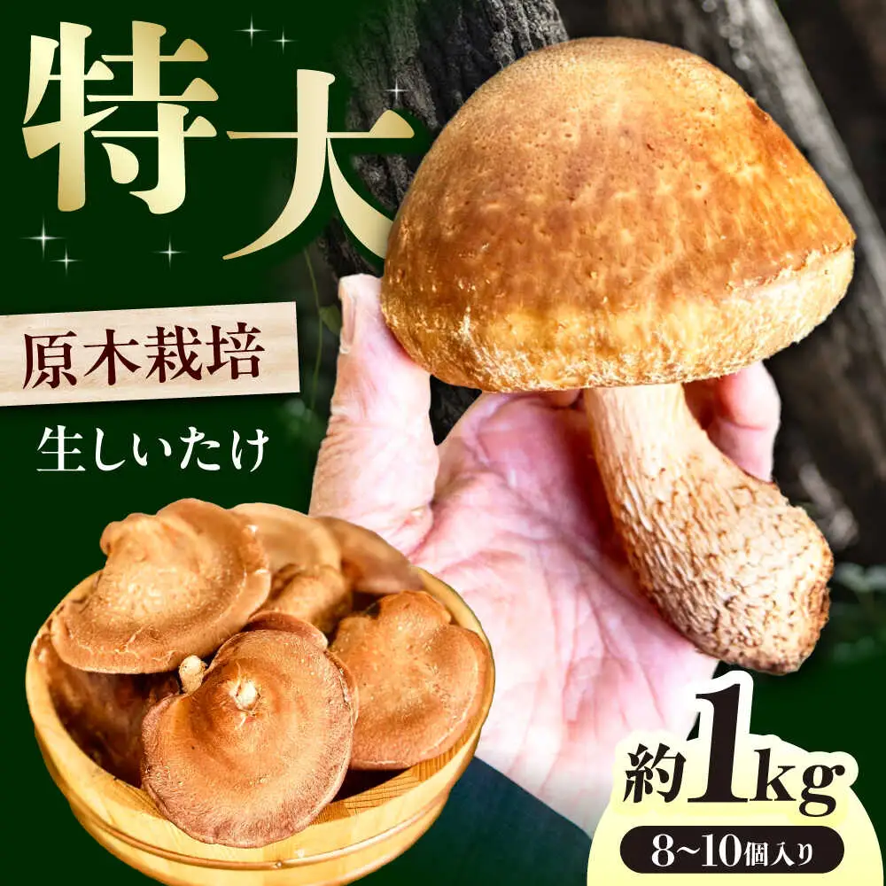 【先行予約】 原木生しいたけ 約1kg (～10個) ＜12月中旬～1月頃順次発送予定＞AOCS001 しいたけ