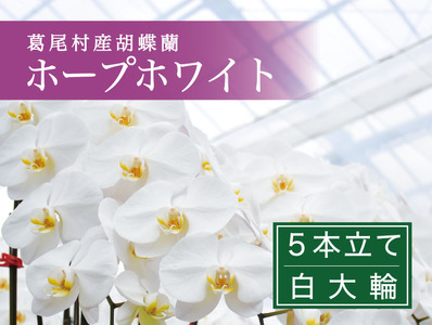 【９月発送分】コチョウラン５本立て【鴻巣花き市場品評会で最高賞受賞】