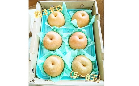 【2024年 8月上旬発送開始】山之上の梨（品種はおまかせ）約3kg｜ありた農園 M10S123