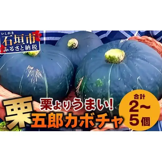 《先行予約》高級カボチャ「栗五郎」サイズ色々2-5個　OI-13