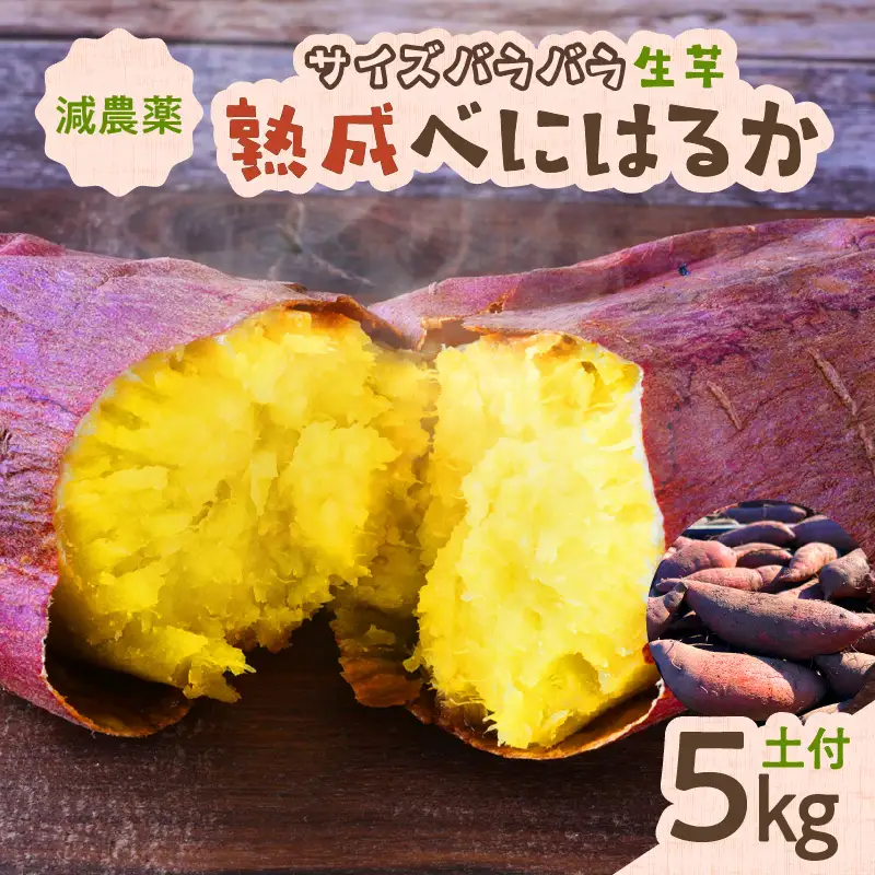 サイズバラバラ熟成べにはるか（生芋）土付き 5kg K270-001