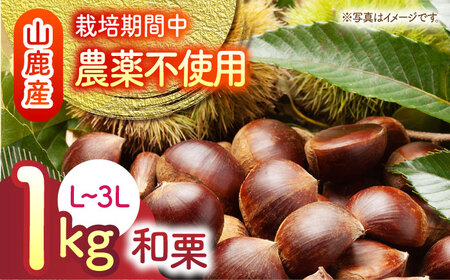 【先行予約】 和栗 L~3L(約1kg) 熊本 山鹿 国産 生栗 【すみれファーム】 [ZEP057]