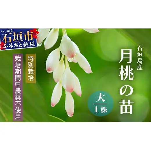 「月桃の苗」大1株　OI-14