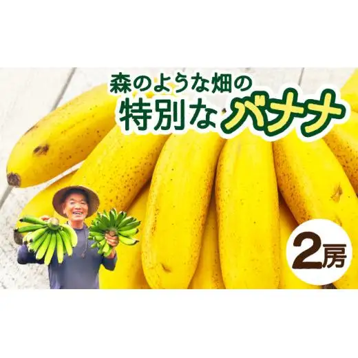 希少！こだわりの水を使い「森ような畑」で栽培する、仲原さんのバナナ　OI-16