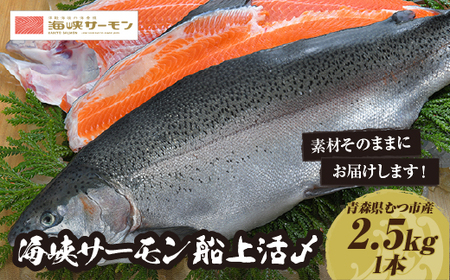 【期間限定発送】海峡サーモン船上活〆2.5kg１本(冷蔵)
