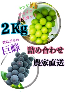 【生産者直送】巨峰＆シャインマスカットMIX 約2キロ（ISI）B15-803【葡萄 ブドウ ぶどう 期間限定】