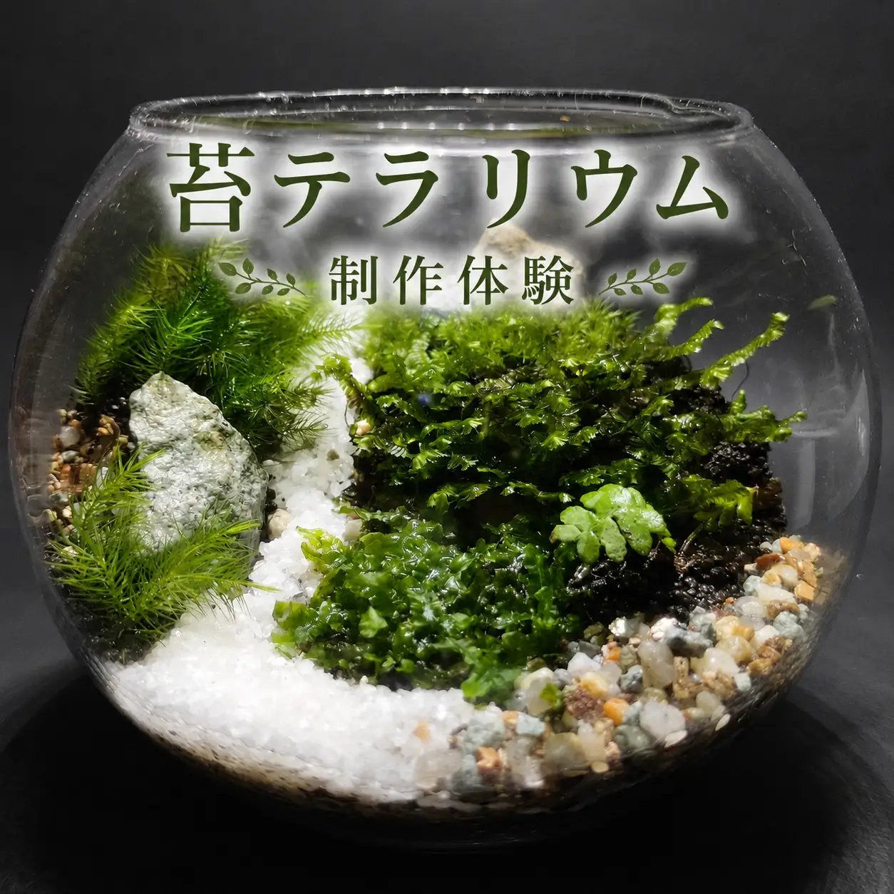 苔テラリウム制作体験（体験チケット）【ワークショップ 初心者 作り方 体験 土 兵庫県 高砂市】