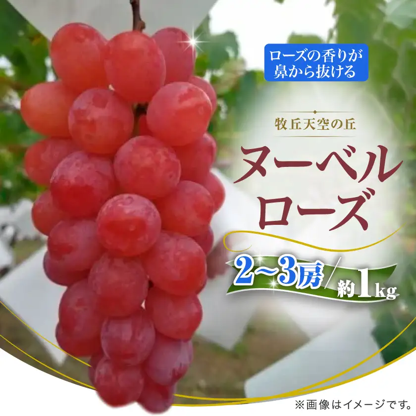 【2026年発送】10月上旬発送「牧丘天空の丘ヌーベルローズ」 約1kg(2～3房)【配送不可地域：離島・沖縄県】【1473356】