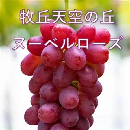 【2026年発送】10月中旬発送「牧丘天空の丘ヌーベルローズ」 約1kg(2～3房)【配送不可地域：離島・沖縄県】【1473359】
