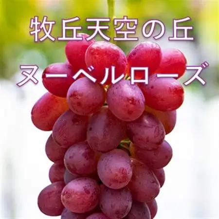 【2026年発送】10月下旬発送「牧丘天空の丘ヌーベルローズ」 約1kg(2～3房)【配送不可地域：離島・北海道・沖縄県・中国・四国・九州】【1473362】