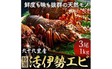 【 先行予約 2026年度発送】 特選 活 伊勢海老 3尾 約1kg 伊勢海老 イセエビ