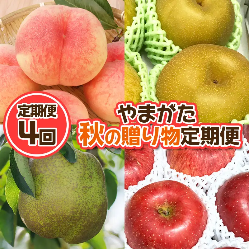 【定期便4回】やまがた 秋の贈り物定期便【令和8年産先行予約】FU23-877 くだもの 果物 フルーツ 山形 山形県 山形市 2026年産