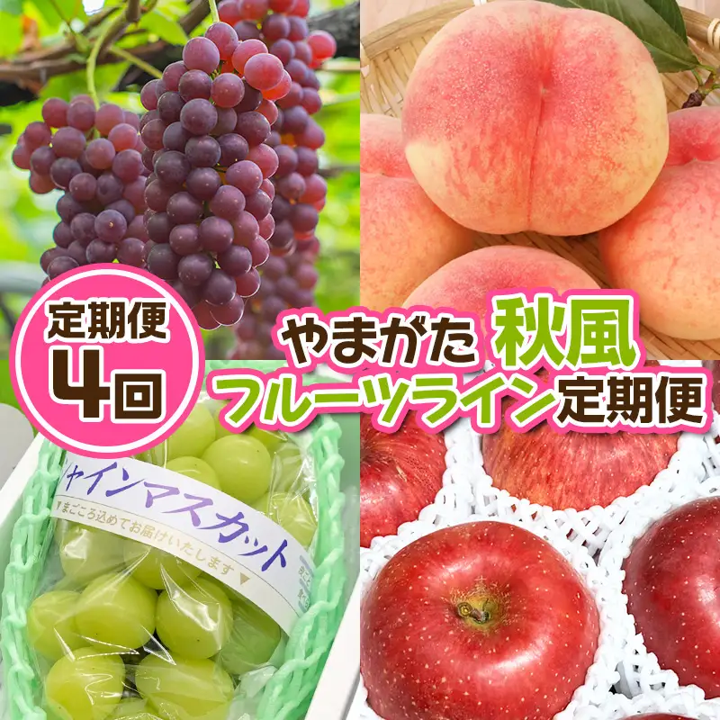 【定期便4回】やまがた 秋風フルーツライン定期便【令和8年産先行予約】FU23-878 くだもの 果物 フルーツ 山形 山形県 山形市 2026年産
