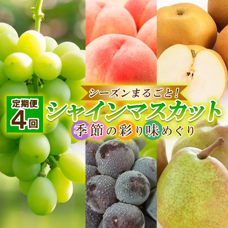 【定期便4回】シーズンまるごと！シャインマスカット 季節の彩り味めぐり【令和8年産先行予約】FU23-884 くだもの 果物 フルーツ 山形 山形県 山形市 2026年産